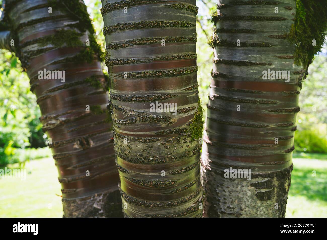 Medium Closeup Of Tree Bark Stock Photo