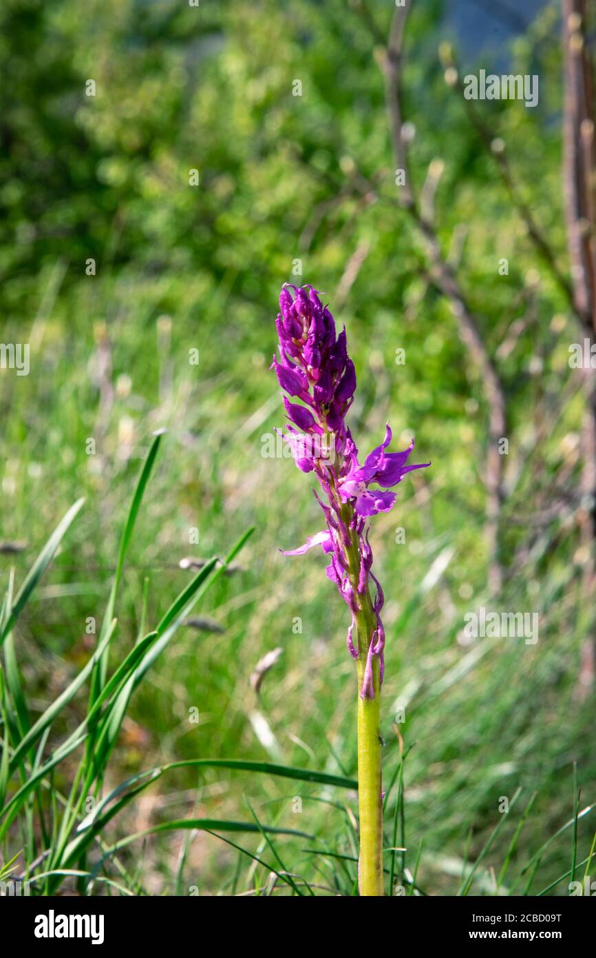 Dactylorhiza russowii purple flower in nature, close up. Stock Photo
