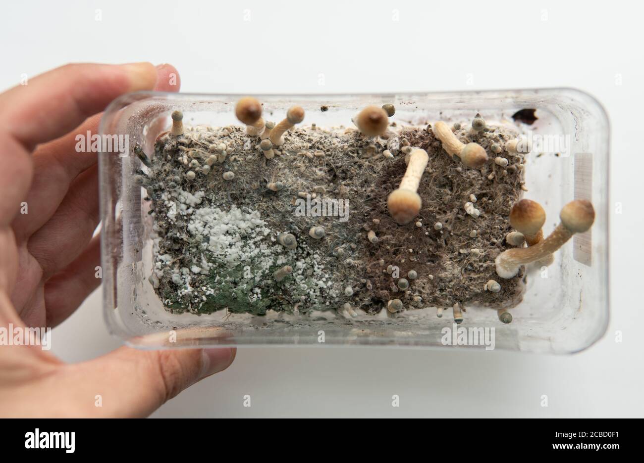 fungal mycelium diseases, problems with growing mushrooms, psychedelic