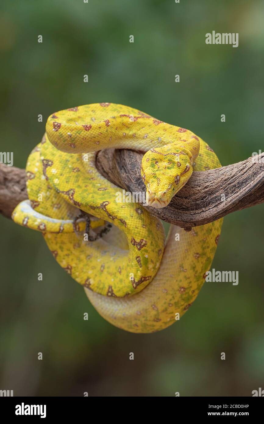 green tree phyton on tree branch Stock Photo