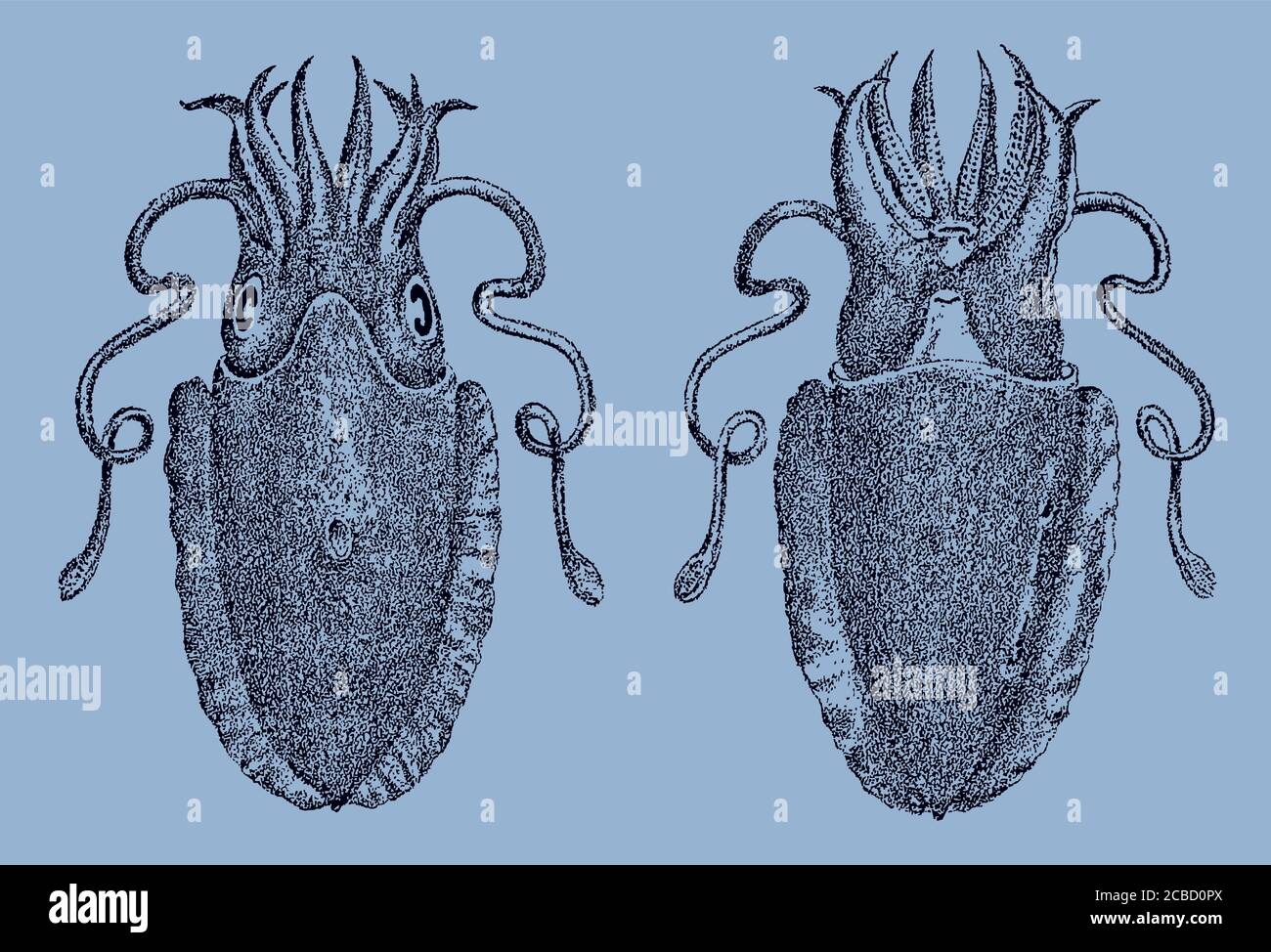 Ovalbone cuttlefish, sepia elliptica from the West Pacific Ocean in top and underside view, after an antique illustration from 19c. Editable in layers Stock Vector