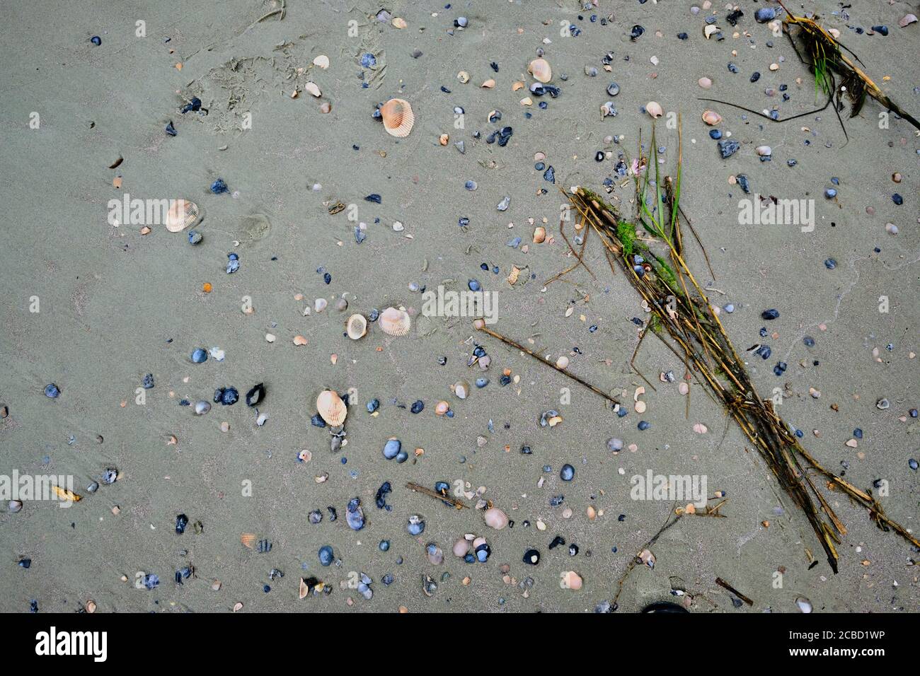Shells of various sizes and animals are revealed on South Carolina beach after the tide goes out. Stock Photo