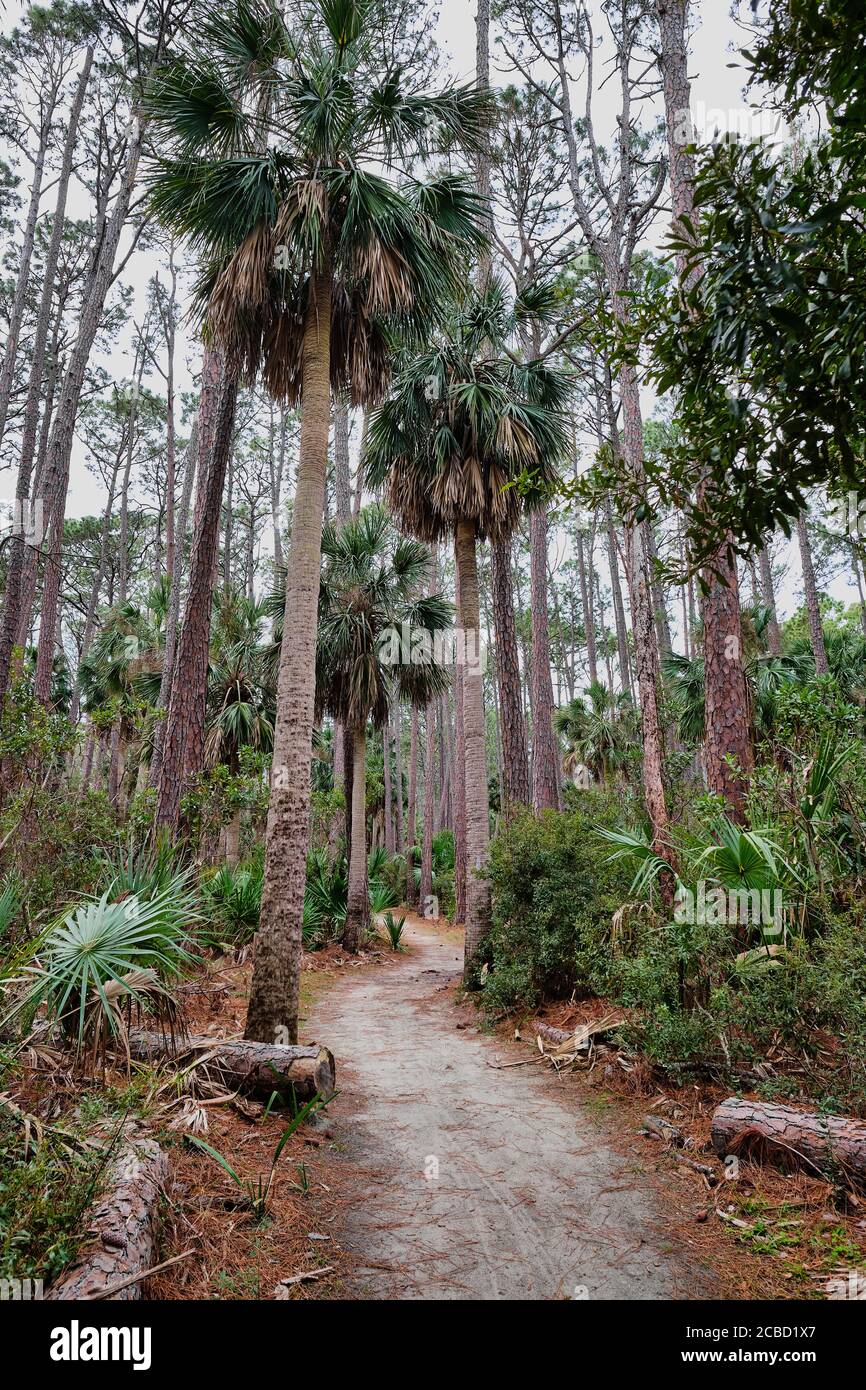 Winding trail through palm trees in Hunting Island State Park, South