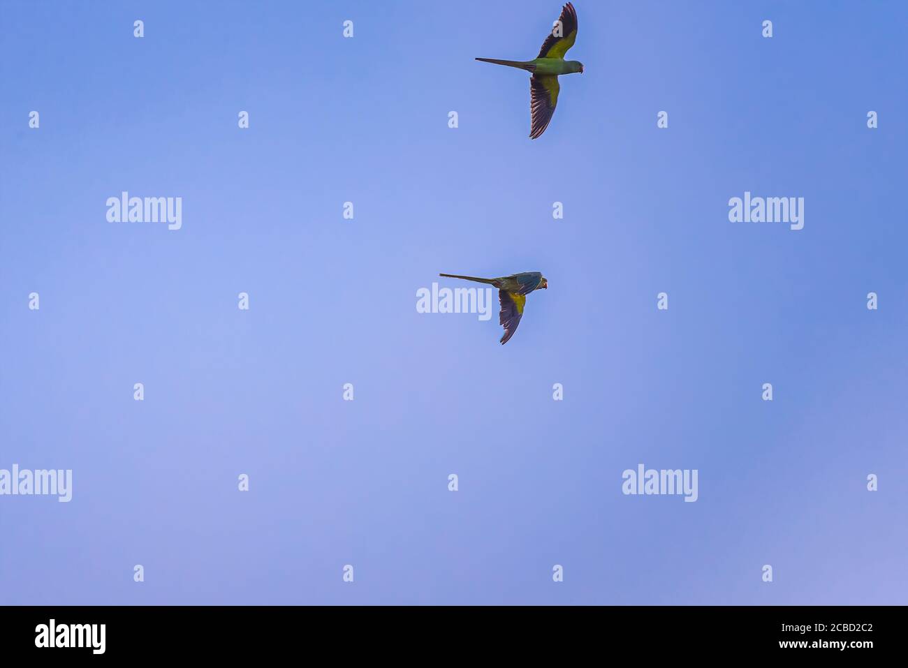 Cute Pair of Parrots Flying Stock Photo Alamy