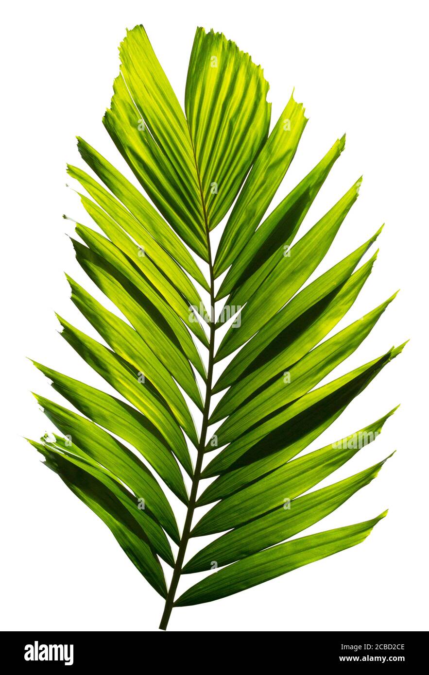 Green palm leaf isolated on white background Stock Photo