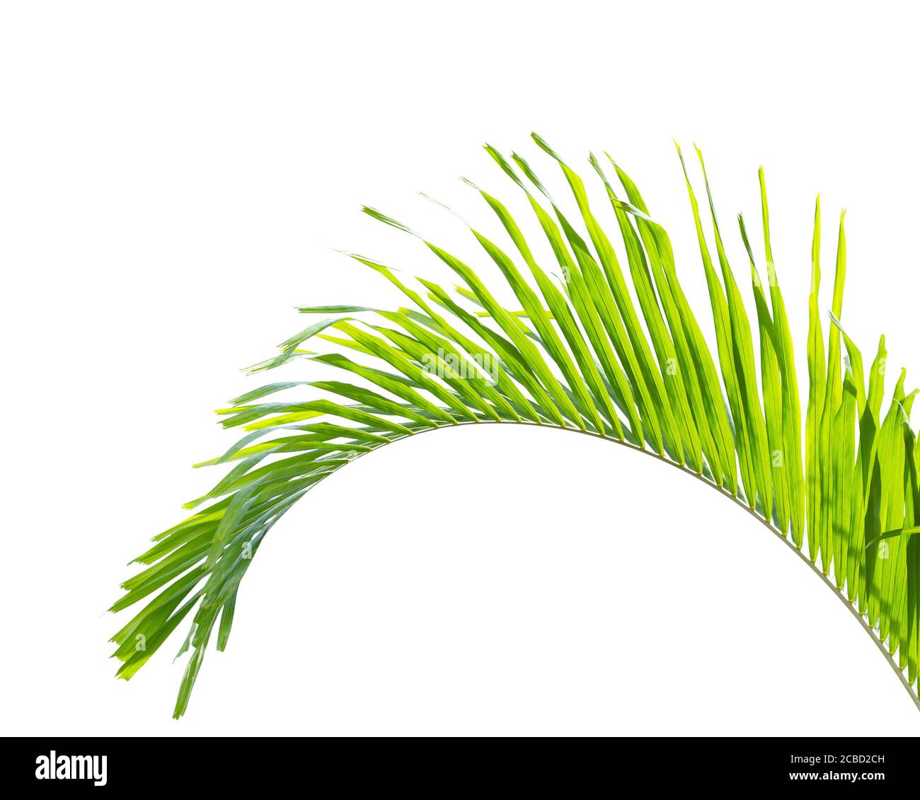 Green palm leaf isolated on white background Stock Photo - Alamy
