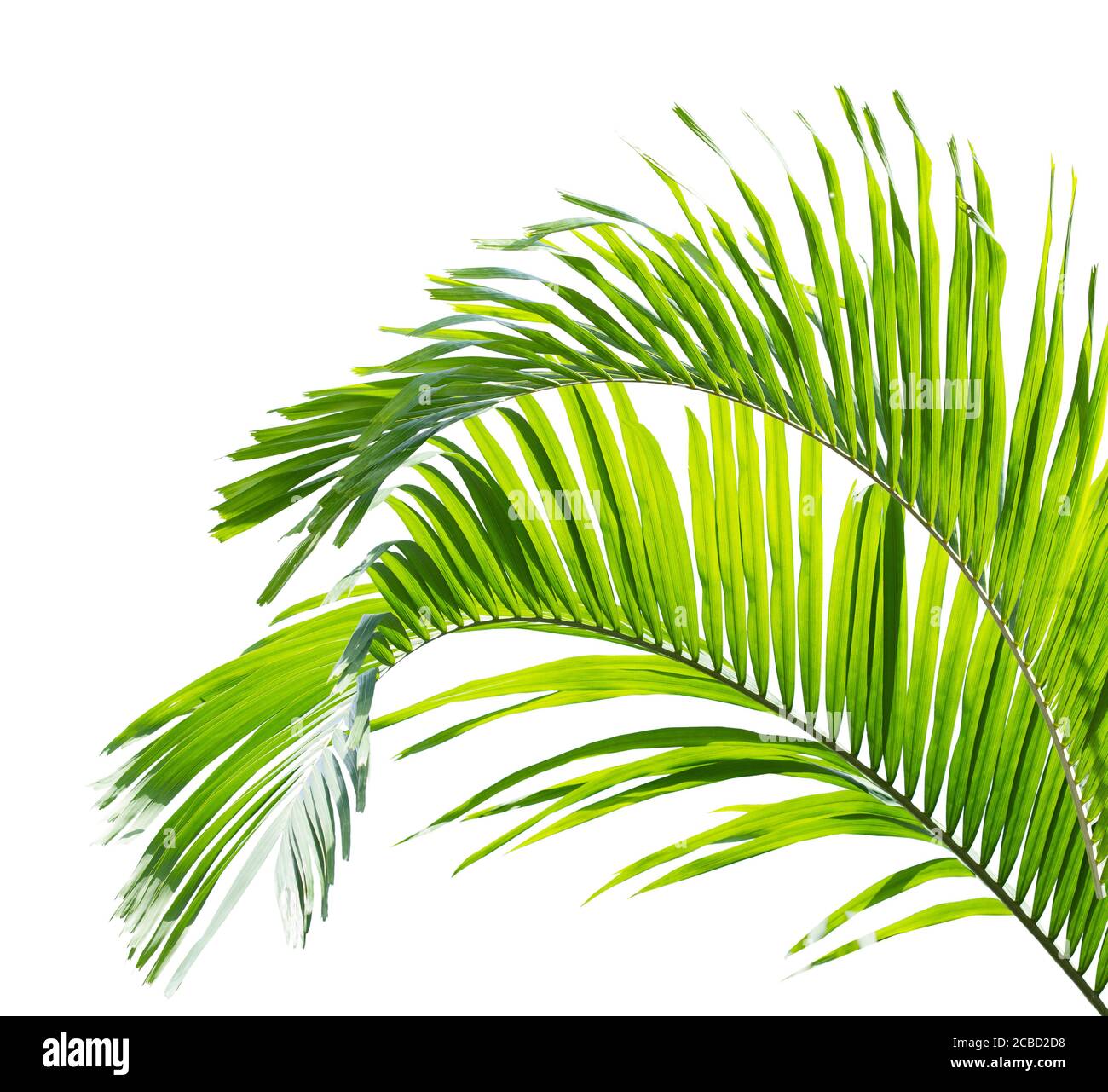 Green palm leaf isolated on white background Stock Photo - Alamy