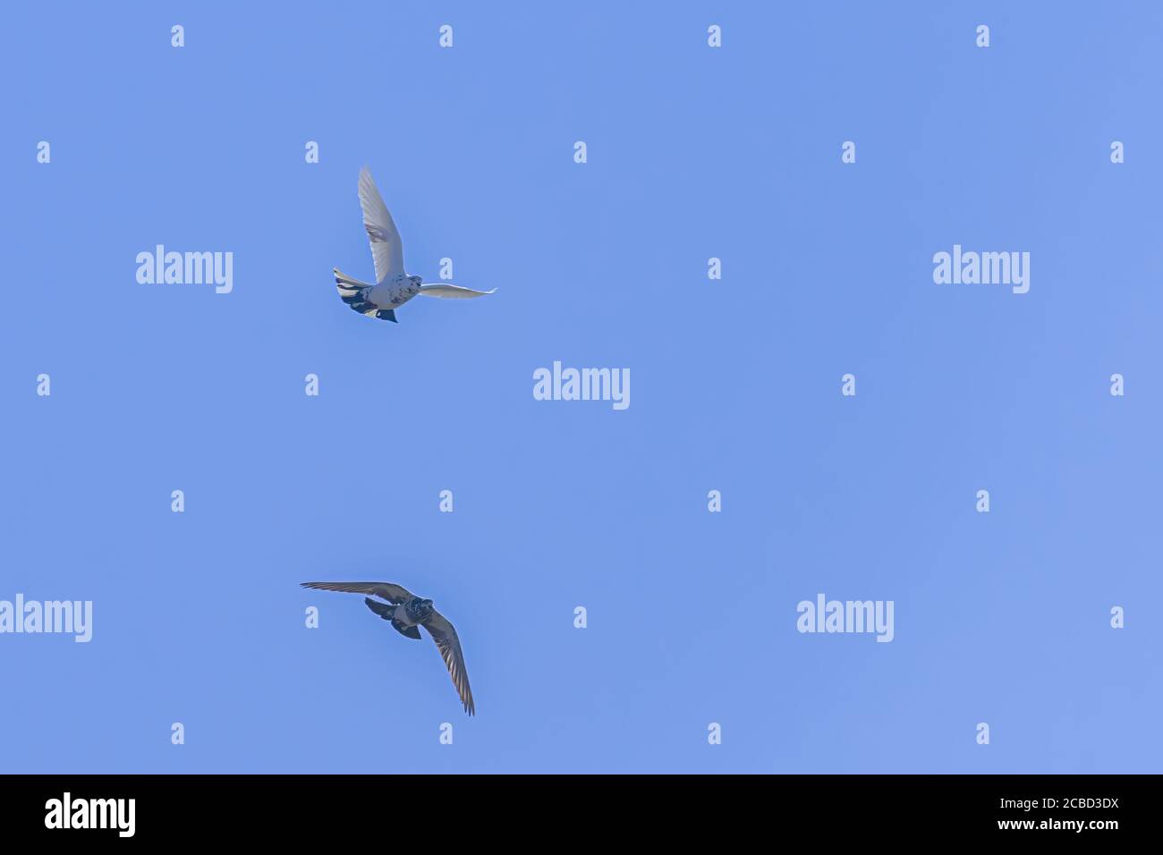 White dove flying blue sky hi-res stock photography and images - Alamy