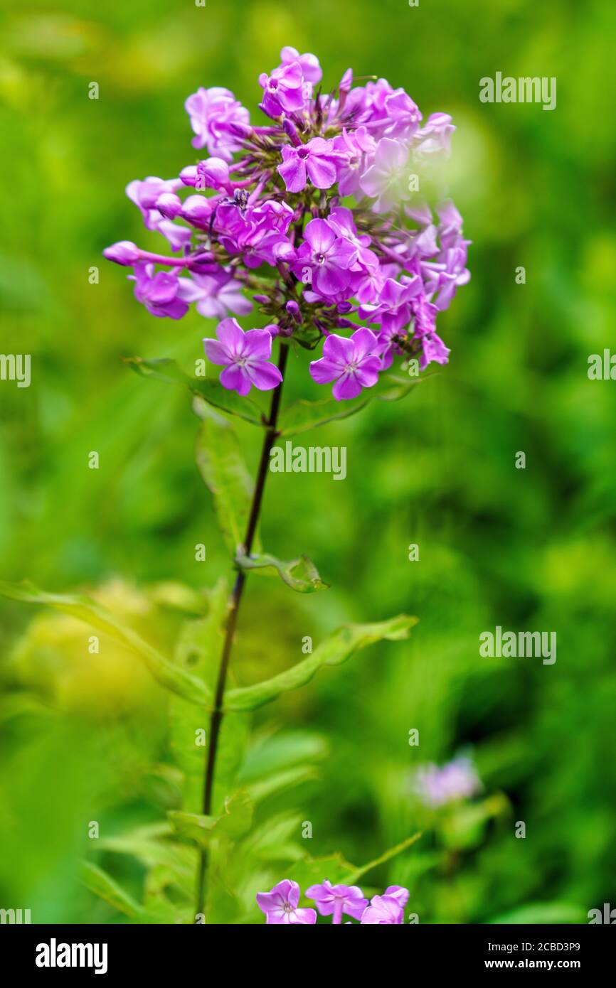 A stalk of purple wildflowers growing on Grandfather Mountain