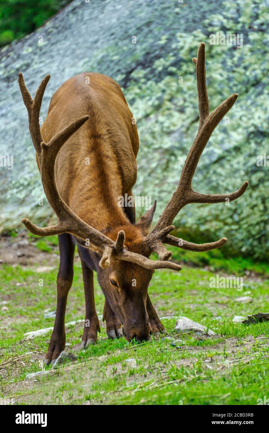 American elk north carolina hires stock photography and images Alamy
