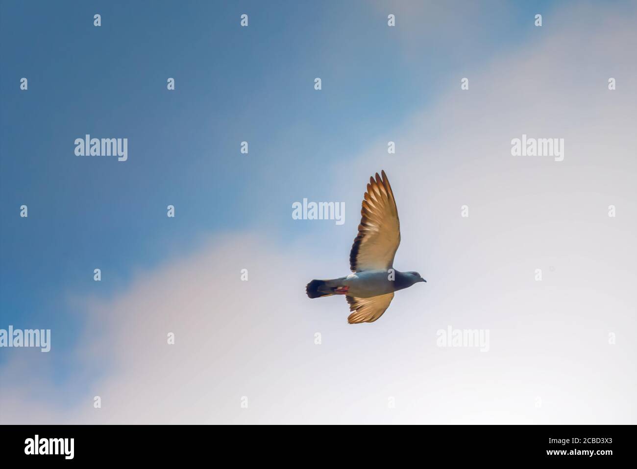 White dove in blue sky Stock Photo - Alamy