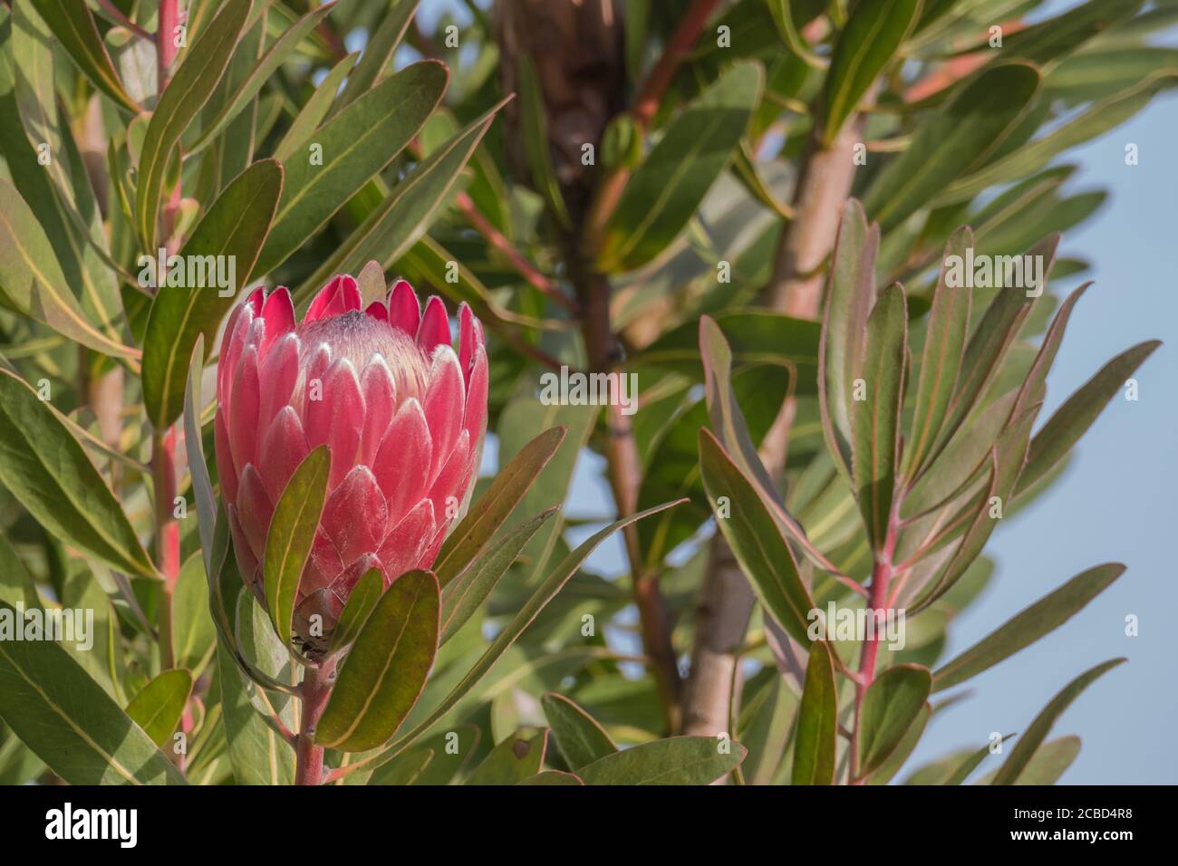 king protea plant with one flower growing outdoors Stock Photo
