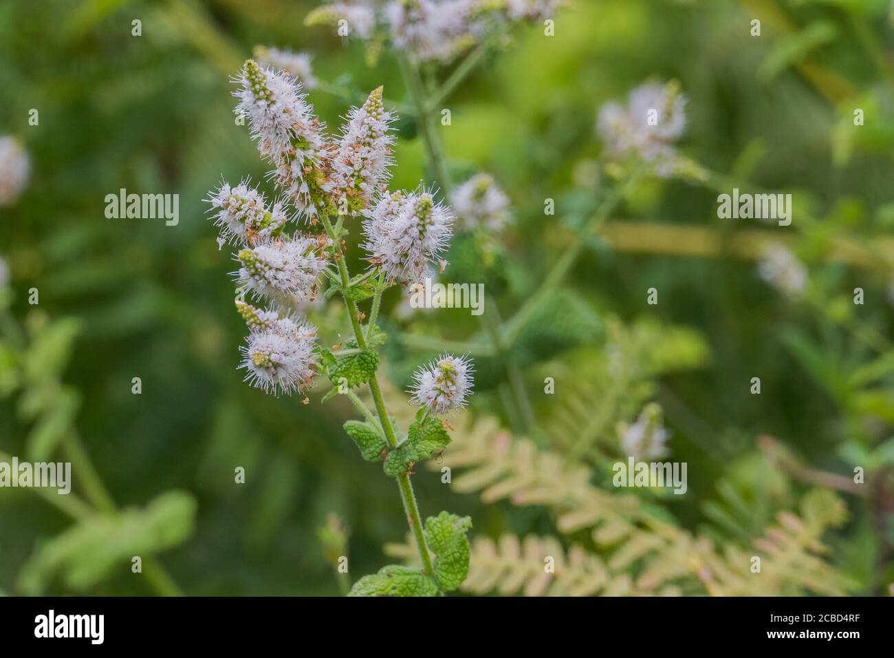 mentha suaveolens flowers from apple mint plant outdoors and daylight summertime Stock Photo