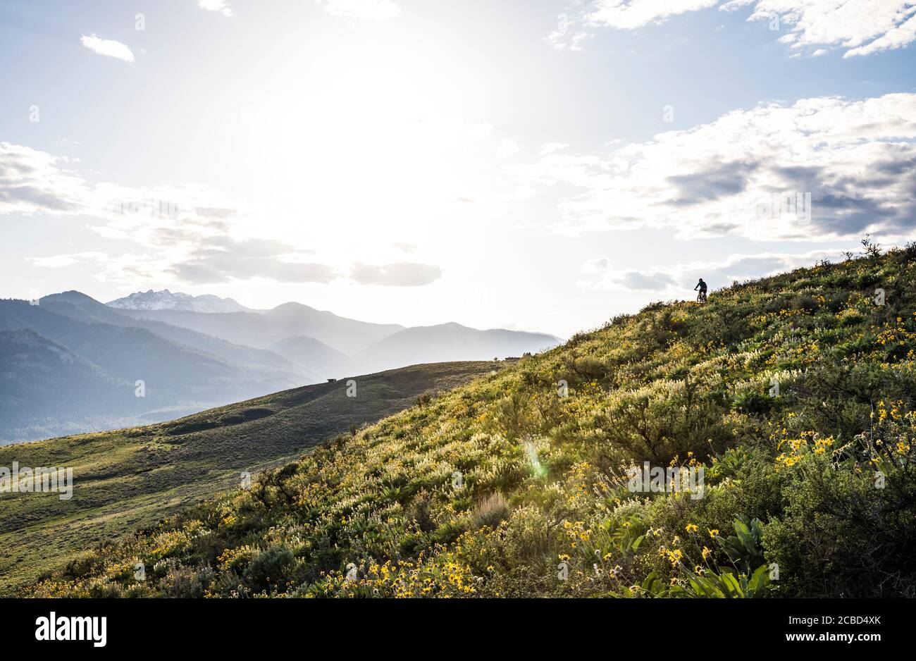 A woman mountain biking up a hill outside Winthrop, Washington. Stock Photo