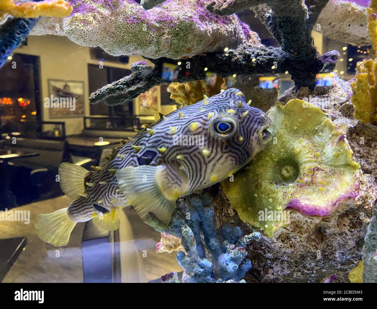 A Large Pufferfish inside an Aquarium at a Restaurant Stock Photo