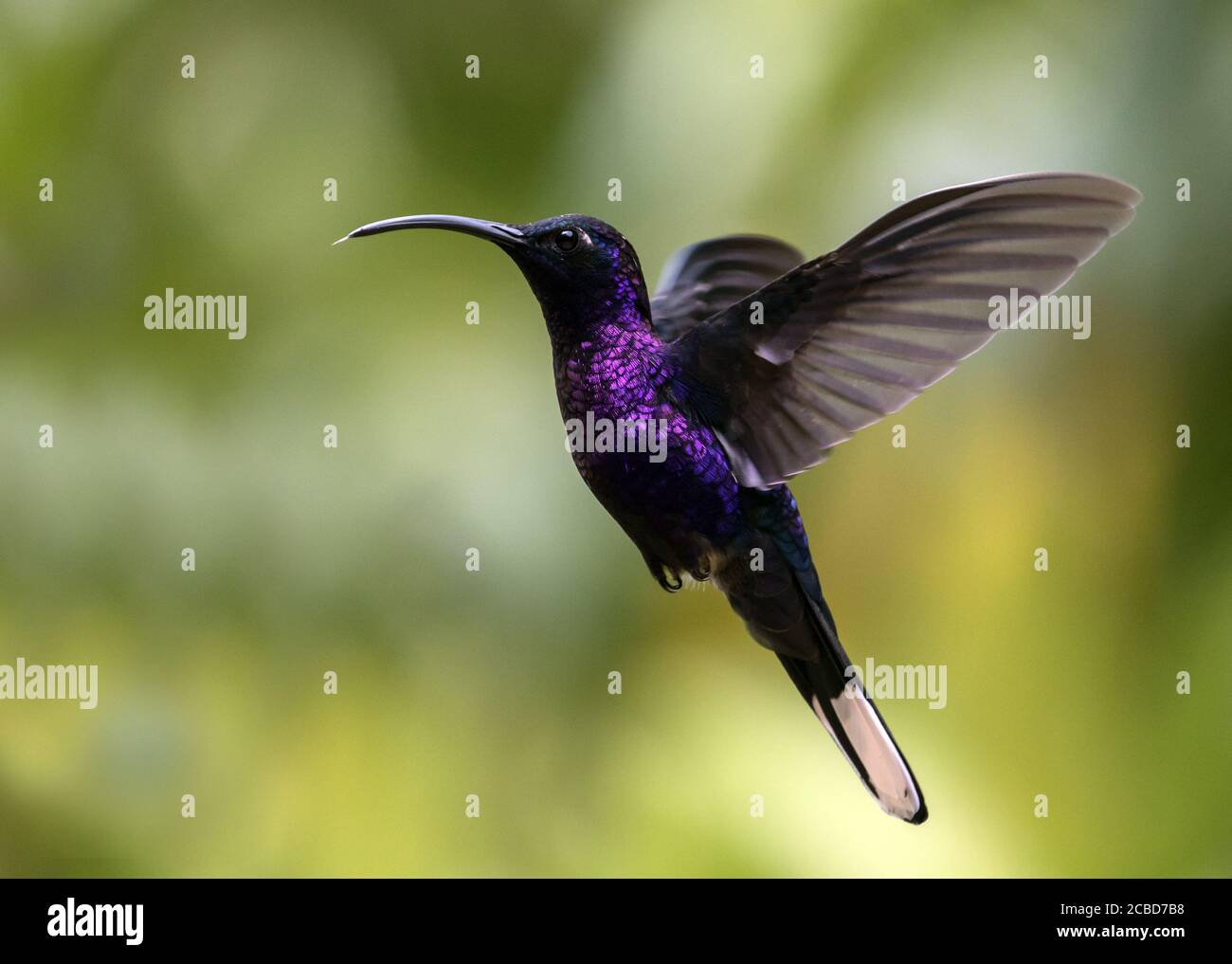 Closeup of Violet Sabrewing hummingbird in flight in Chiriqui Province,Panama. Stock Photo
