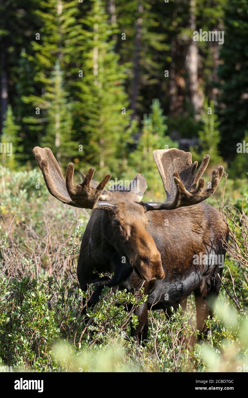 Bull moose with velvet antlers in lush green forest Stock Photo