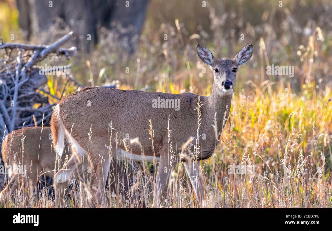 A White-tailed Deer makes eye contact while grazing in a vibrant yellow meadow in the Fall. Stock Photo