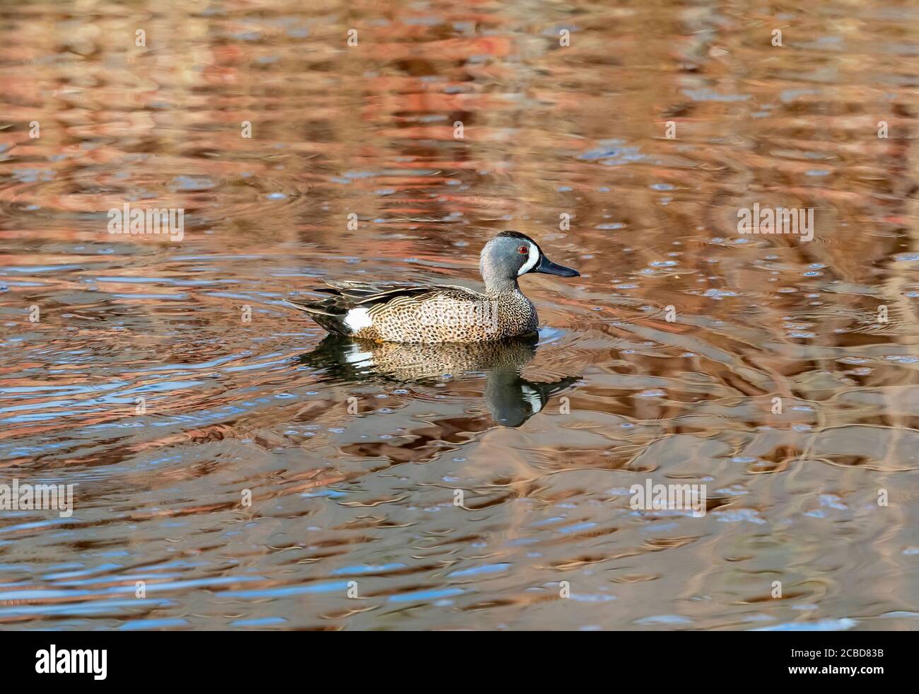 A red-eyed Blue-winged Teal swims by in complementary reddish waters. Stock Photo