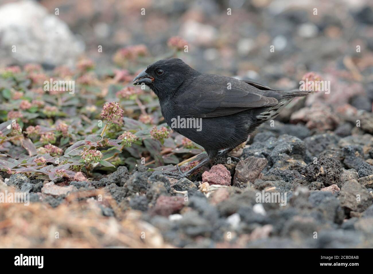 Cactus Finch (Geospiza scandens), male, Isla Santa Cruz, Galapagos, Ecuador 17th Nov 2017 Stock Photo