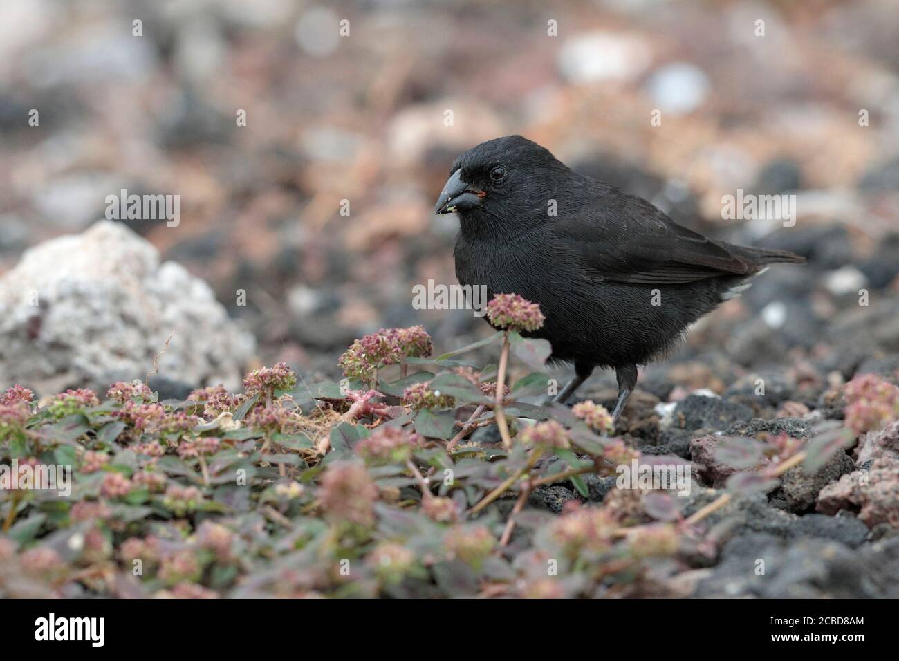 Cactus Finch (Geospiza scandens), Isla Santa Cruz, Galapagos, Ecuador 17th Nov 2017 Stock Photo