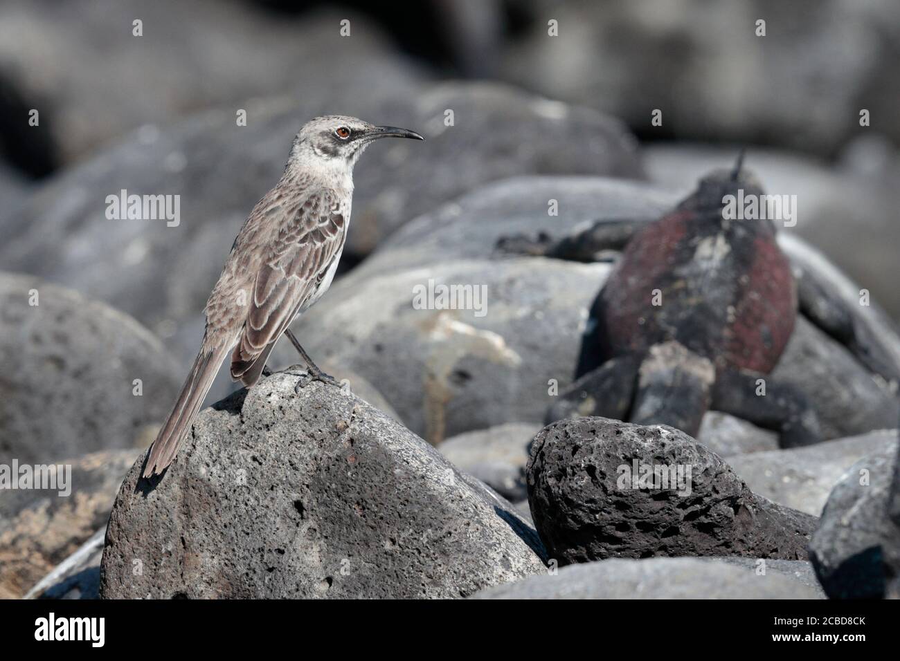 Hood Mockingbird (Nesomimus macdonaldi), Espanola (Hood) Island, Galapagos Ecuador 24th Nov 2017 Stock Photo