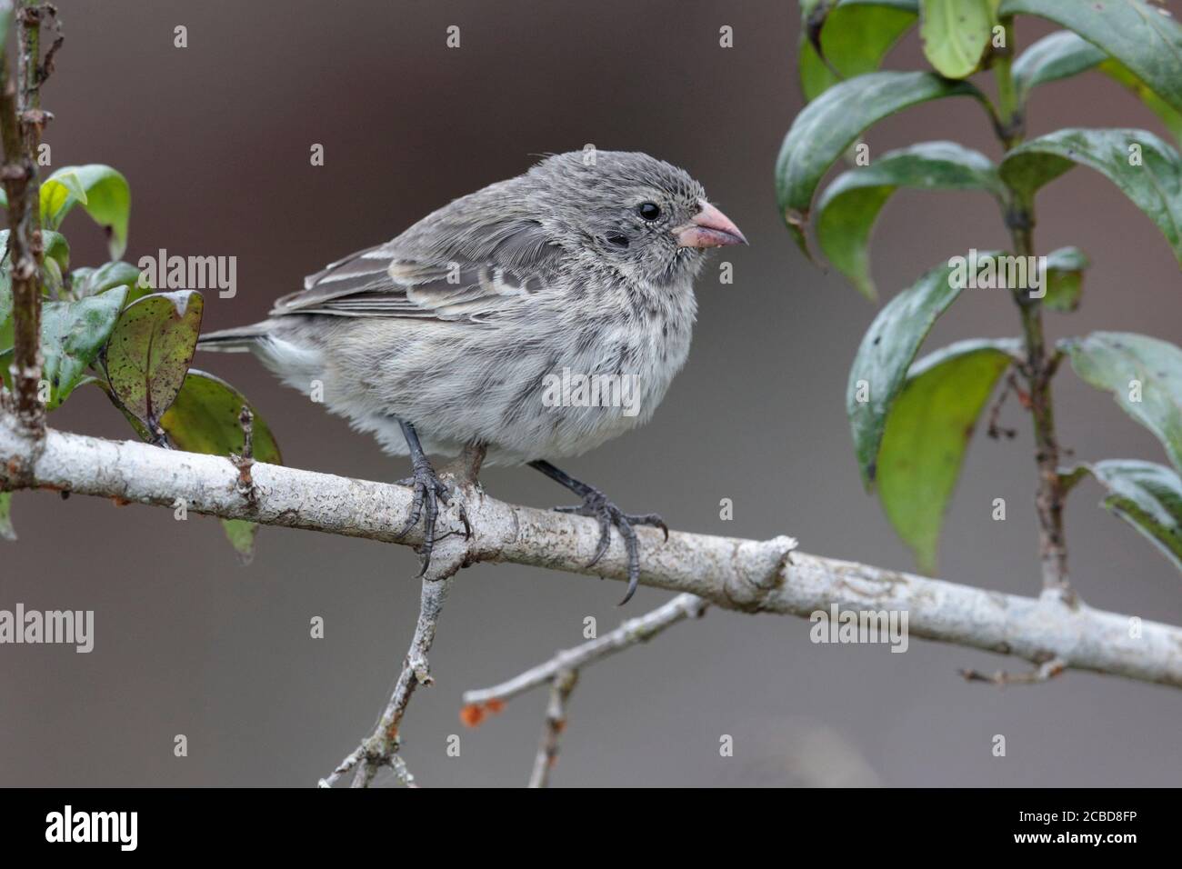 Sharp-beaked Ground Finch (Geospiza difficilis), female, Isla Santa Cruz, Galapagos, Ecuador 18th Nov 2017 Stock Photo