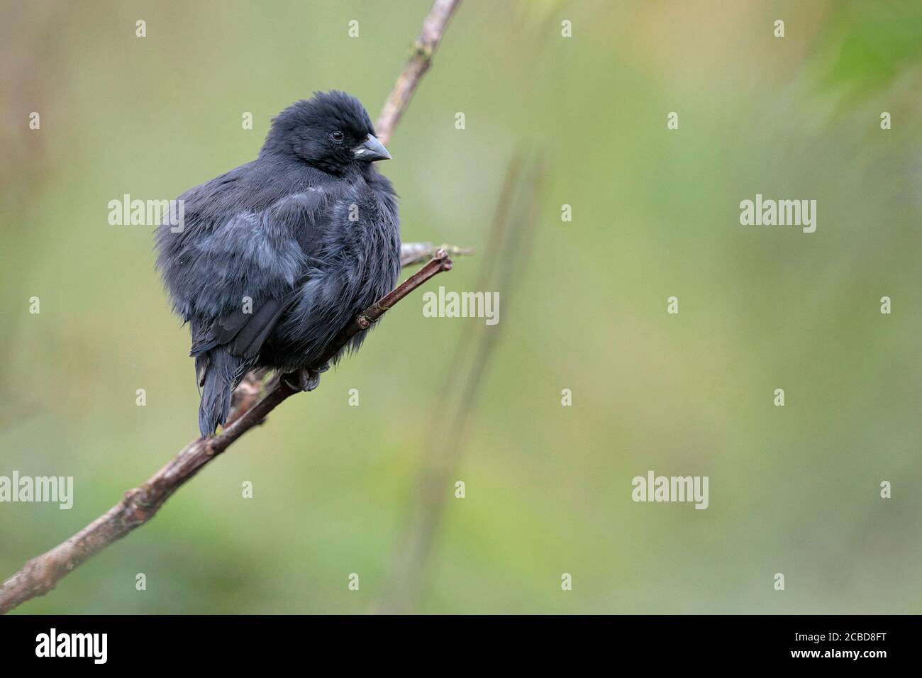 Small Ground Finch (Geospiza fuliginosa), male, Isla Santa Cruz, Galapagos, Ecuador 16th Nov 2017 Stock Photo