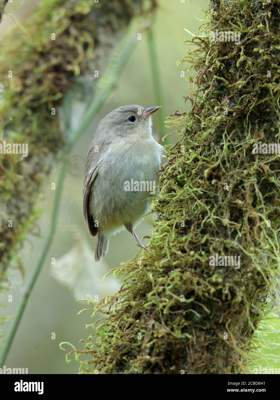 Warbler Finch Certhidia olivacea), Isla Santa Cruz, Galapagos, Ecuador 18th Nov 2017 Stock Photo