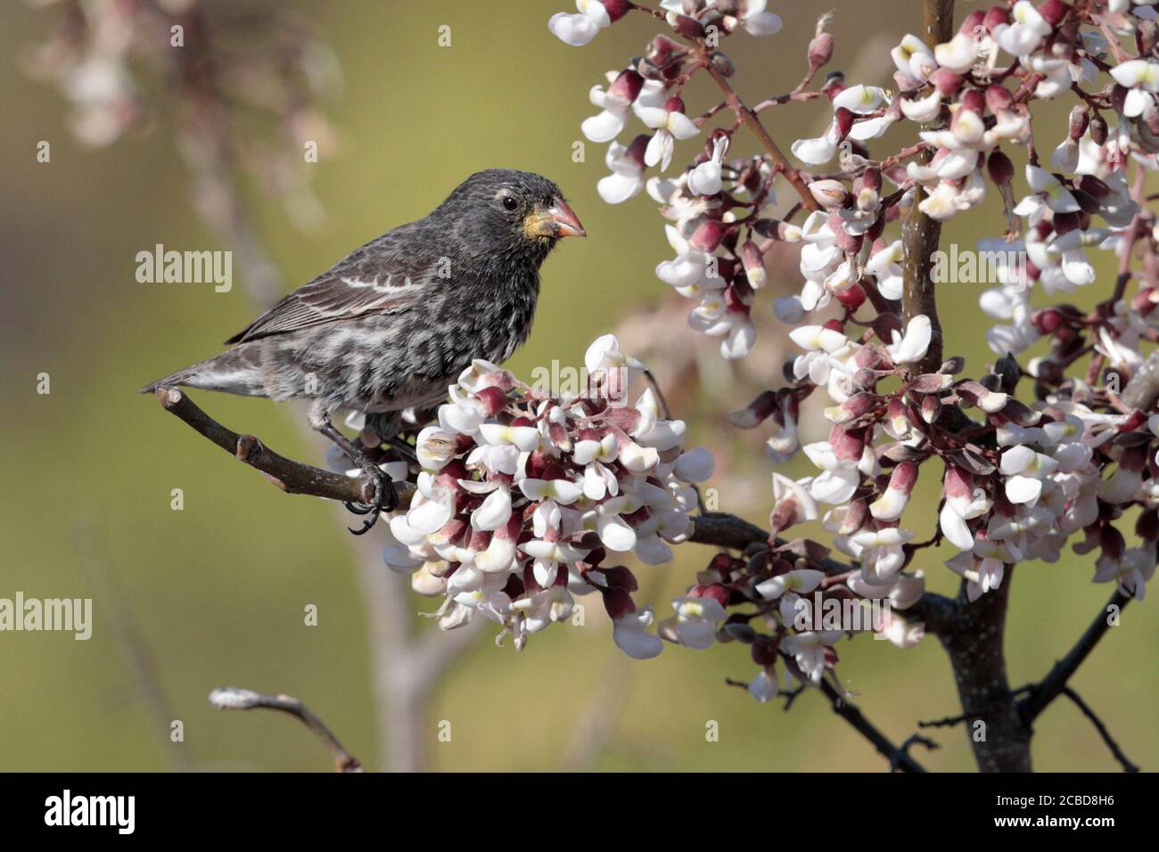 Cactus Finch (Geospiza scandens), female, Isla San Cristobal, Galapagos, Ecuador 25th Nov 2017 Stock Photo