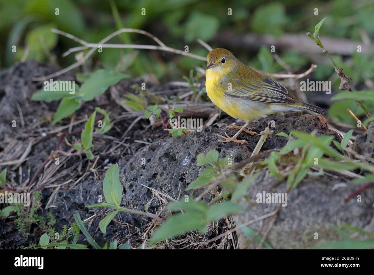 Yellow Warbler (Dendroica petechia), Isla Santa Cruz, Galapagos, Ecuador 18th Nov 2017 Stock Photo