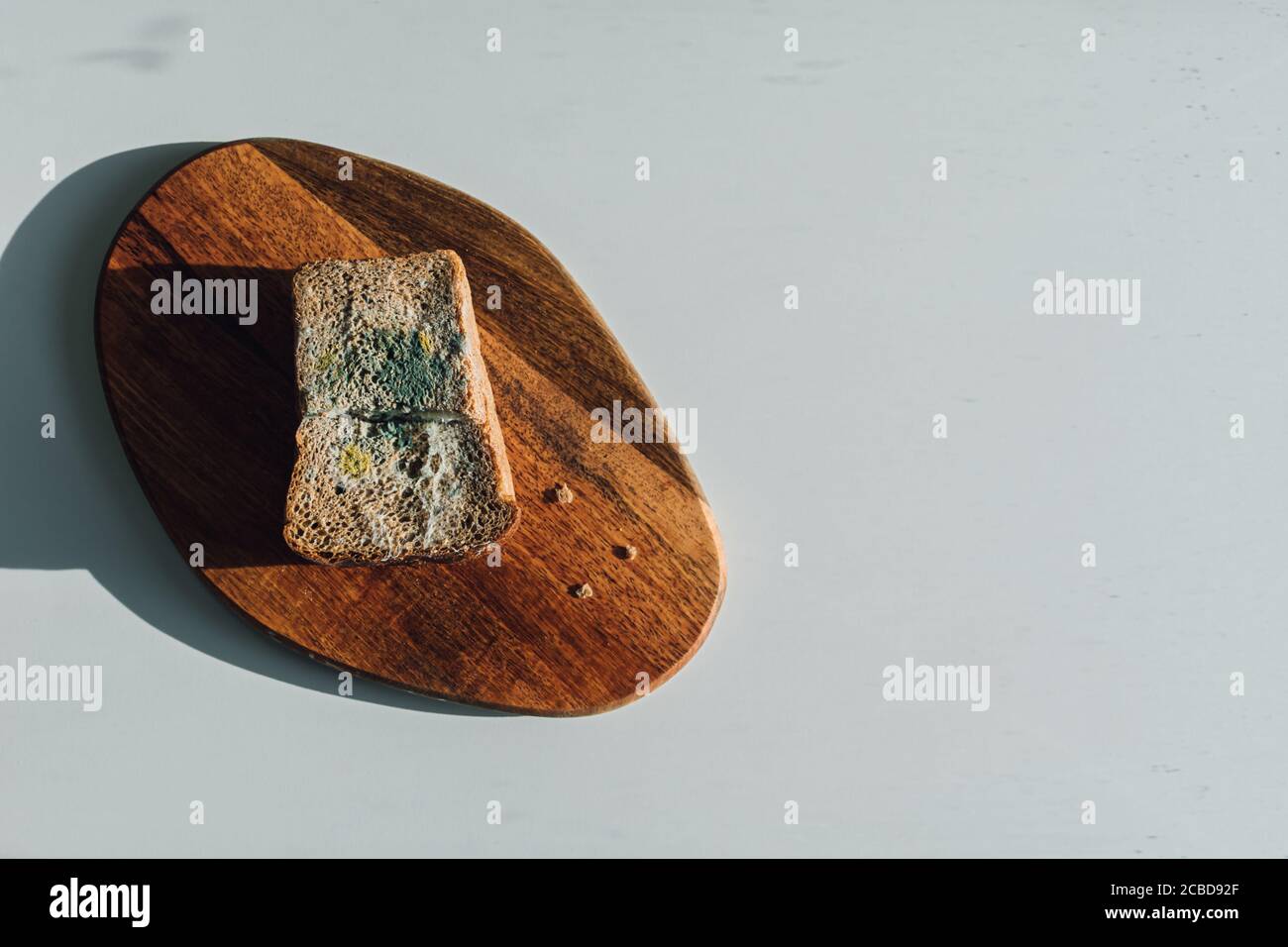 Mold on bread, a piece of rye bread with white and green mold on a