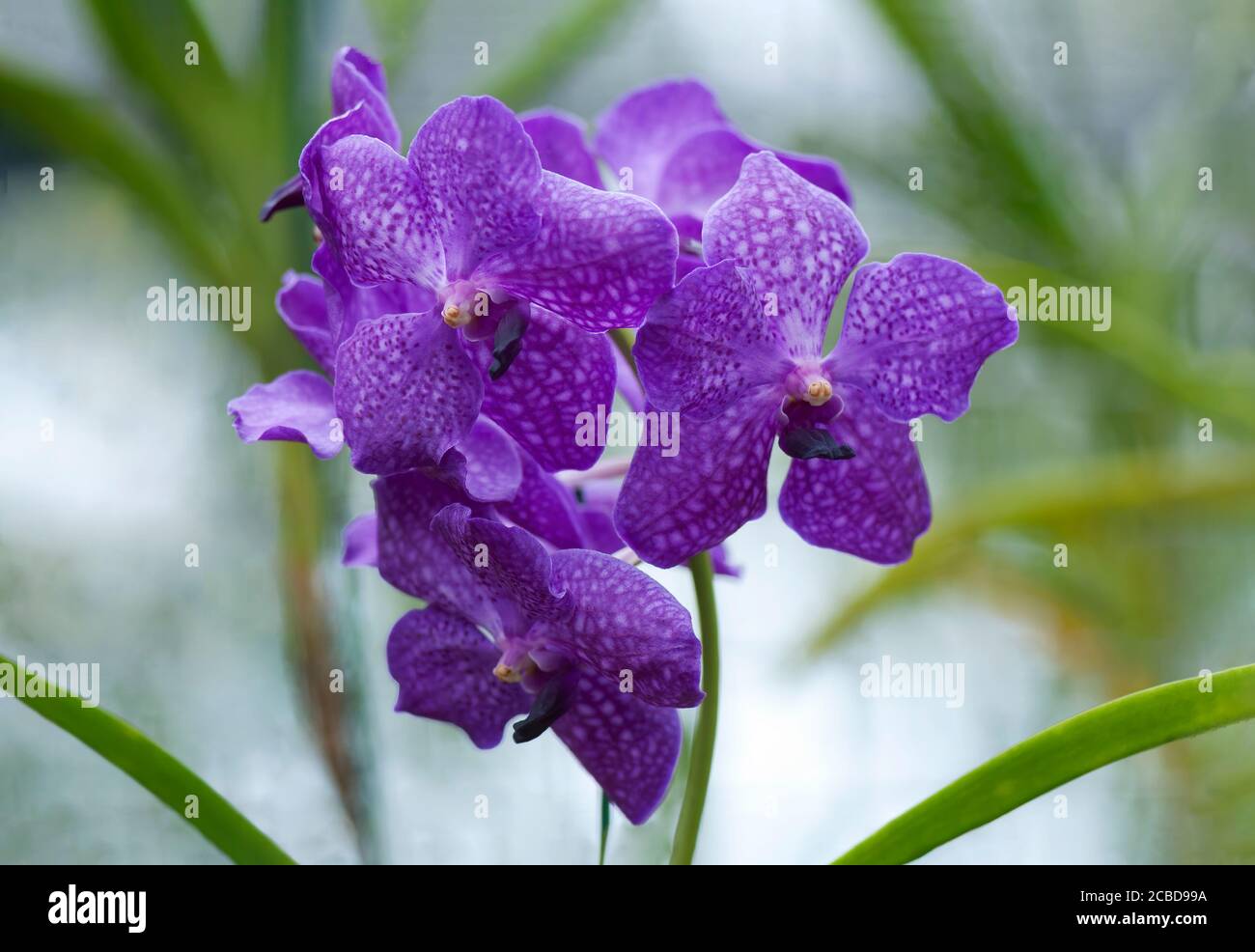 Purple Phalaenopsis or Moth dendrobium Orchid flowers. Barbados, West Indies, Caribbean. Stock Photo