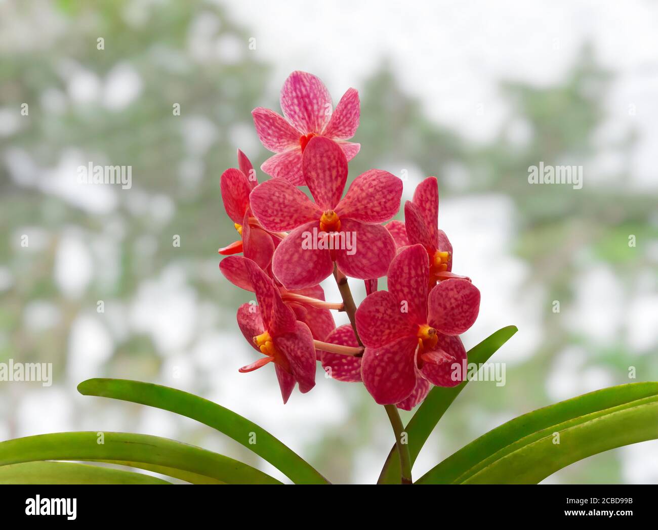 Deep Red Spotted Orchids With A Yellow Center Phalaenopsis Or Moth Deep Red Spotted Orchids With A Yellow Center Phalaenopsis Or Moth Dendrobium Orchid Flowers Barbados West Indies Caribbean 2CBD99B