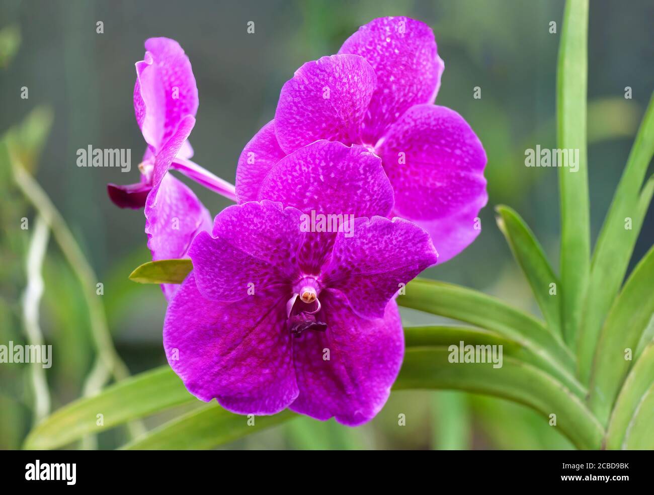 Deep purple orchids hi-res stock photography and images - Alamy