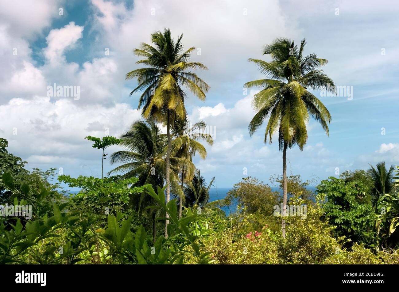 Coco palms over tropical hi-res stock photography and images - Alamy