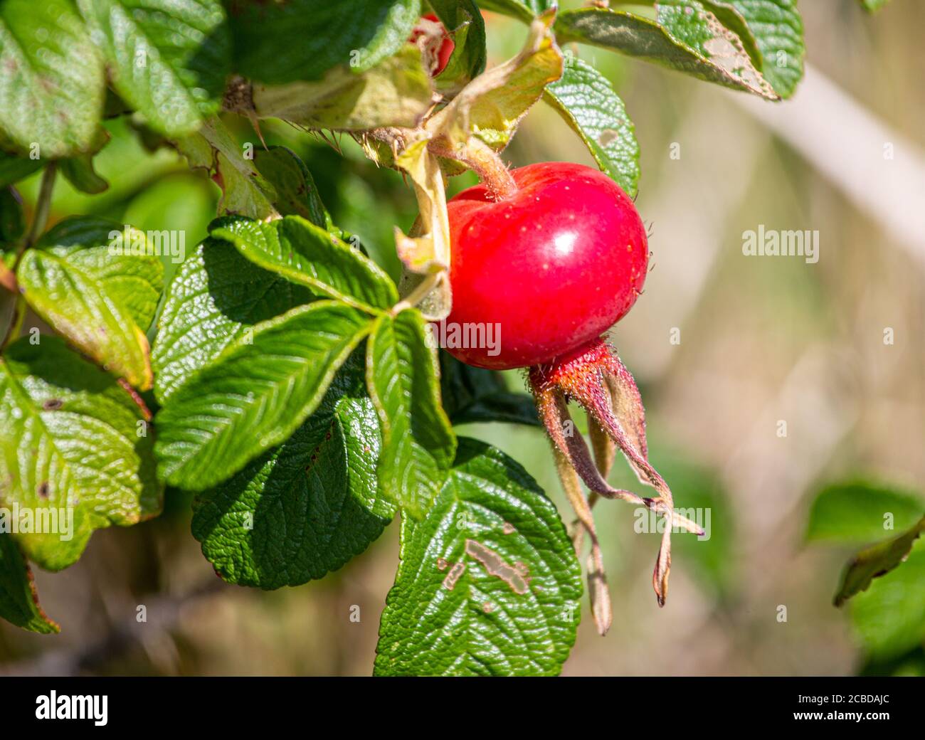 A Bright Red Rose Hip Stock Photo