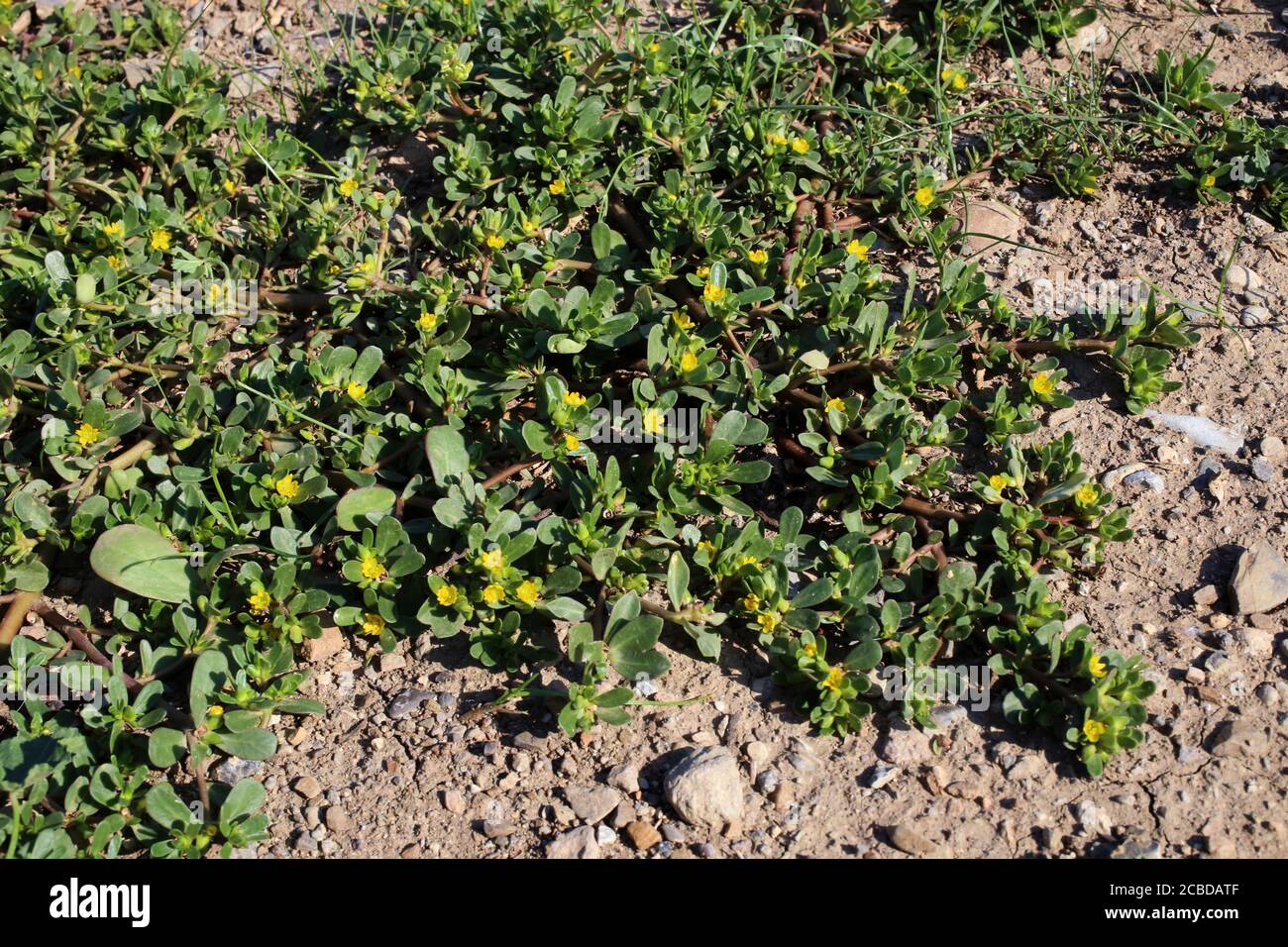 Portulaca oleracea, Common Purslane. Wild plant photographed in the fall. Stock Photo