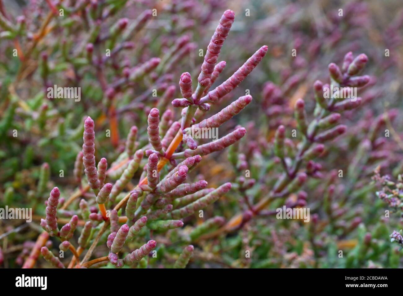Salicornia europaea, Glasswort. Wild plant photographed in the fall. Stock Photo