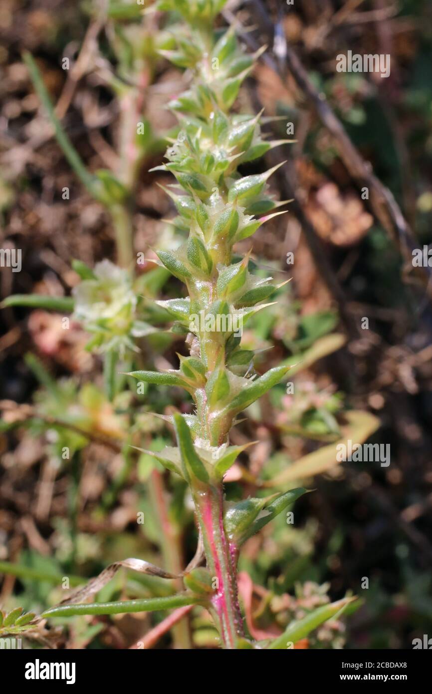 Salsola tragus, Salsola ruthenica. Wild plant photographed in the fall. Stock Photo