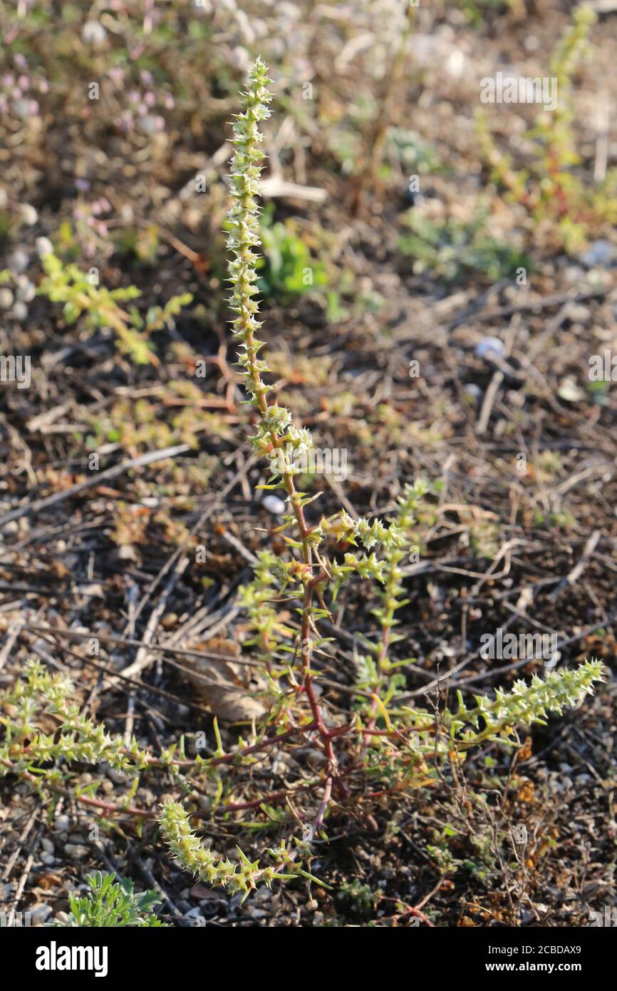 Salsola tragus, Salsola ruthenica. Wild plant photographed in the fall. Stock Photo