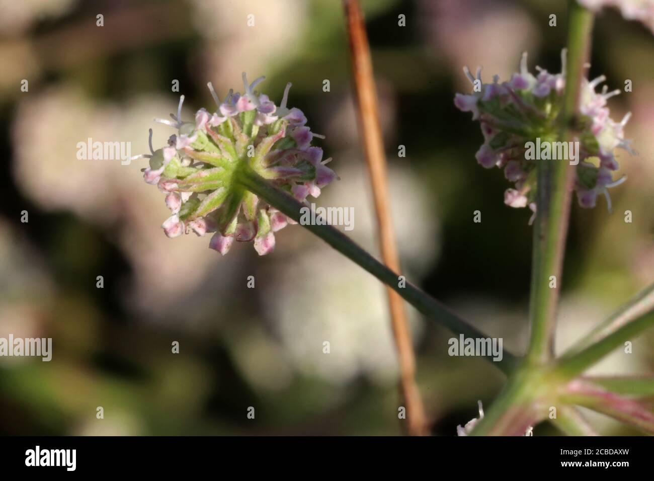 Seseli tortuosum - Wild plant photographed in the fall. Stock Photo