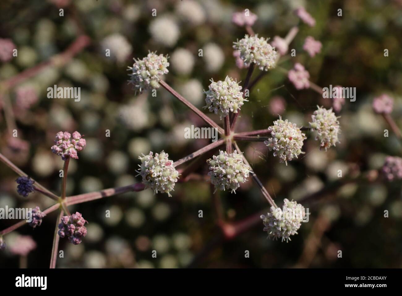 Seseli tortuosum - Wild plant photographed in the fall. Stock Photo