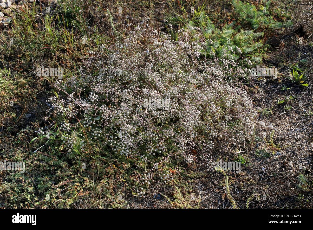 Seseli tortuosum - Wild plant photographed in the fall. Stock Photo