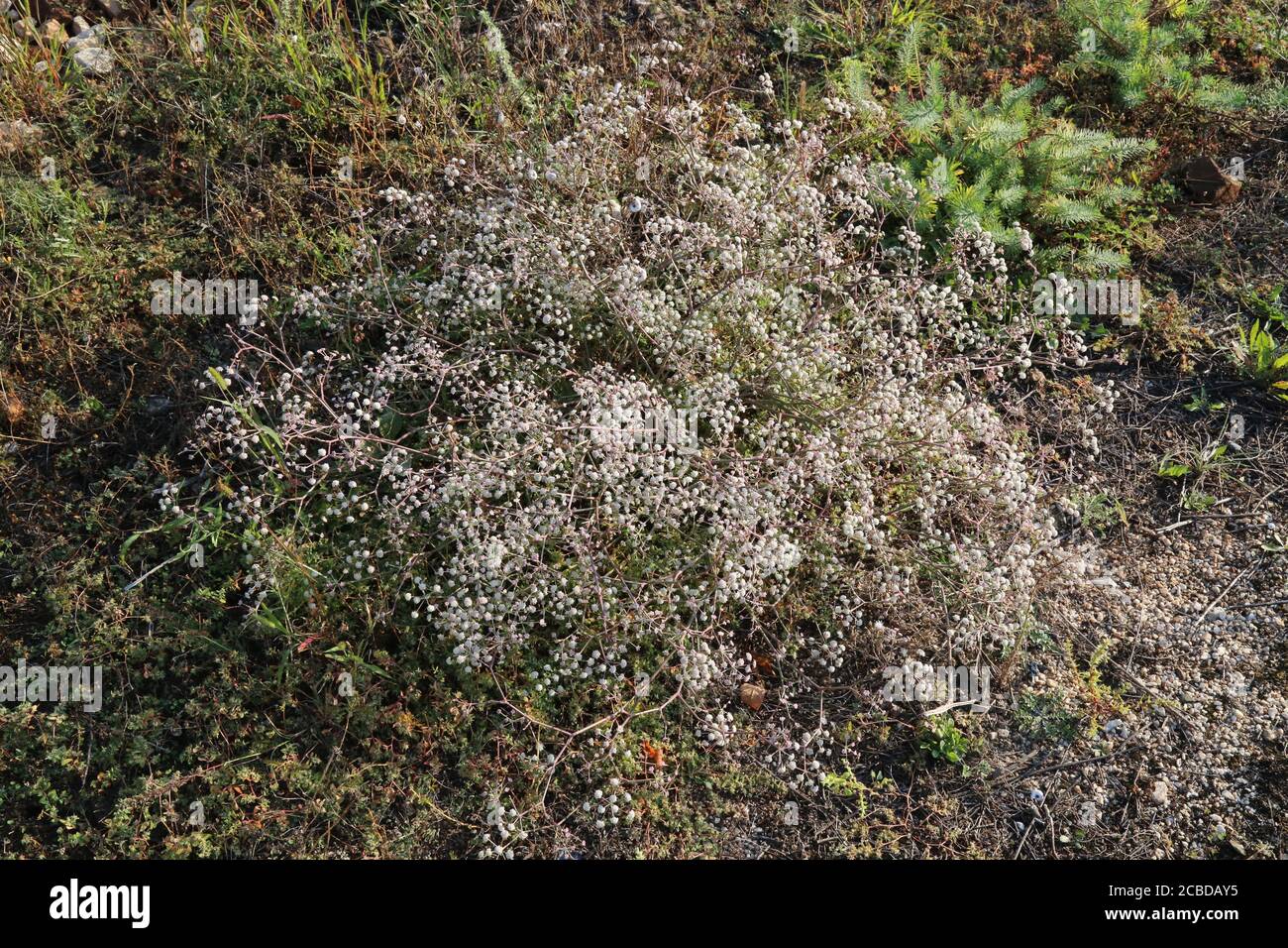Seseli tortuosum - Wild plant photographed in the fall. Stock Photo