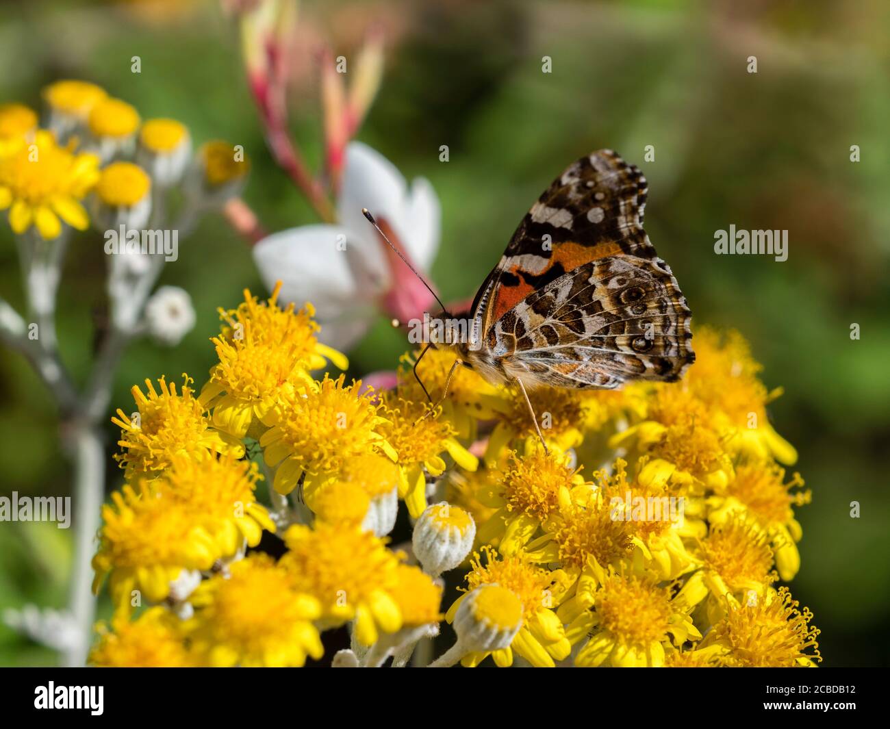 Australian Painted Lady (Vanessa kershawi)  butterfly on flowers Stock Photo