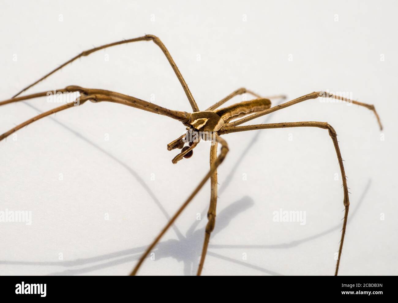 Rufous Net-casting Spider (Deinopis subrufa), Victoria, Australia Stock