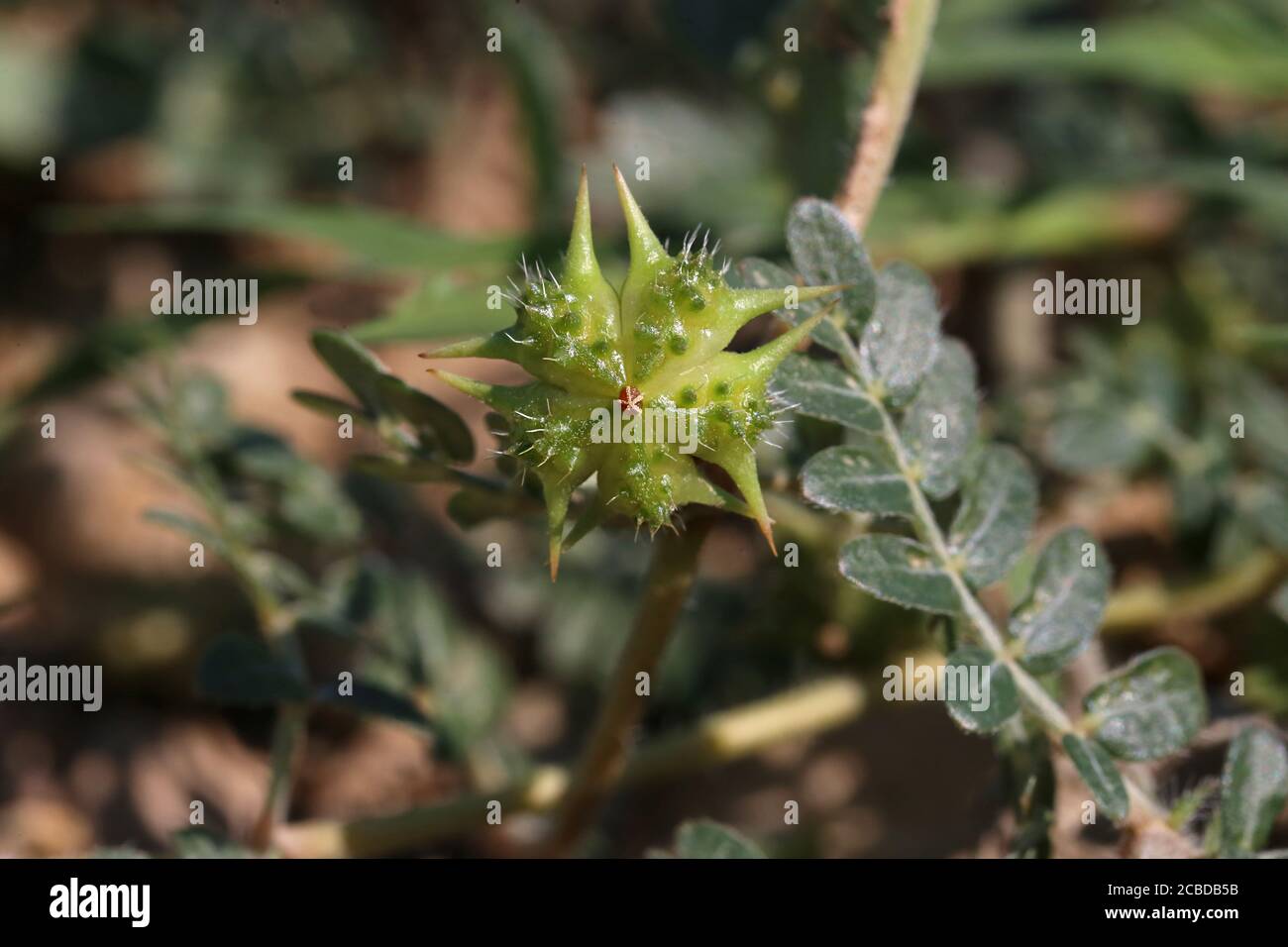 Tribulus terrestris - Wild plant photographed in the fall. Stock Photo