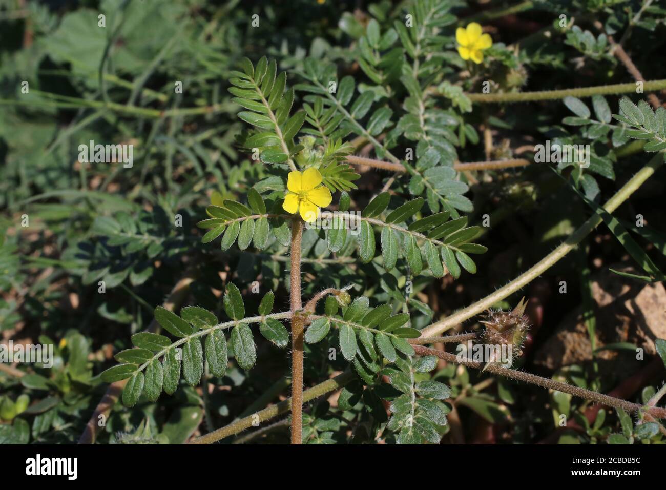 Tribulus terrestris - Wild plant photographed in the fall. Stock Photo