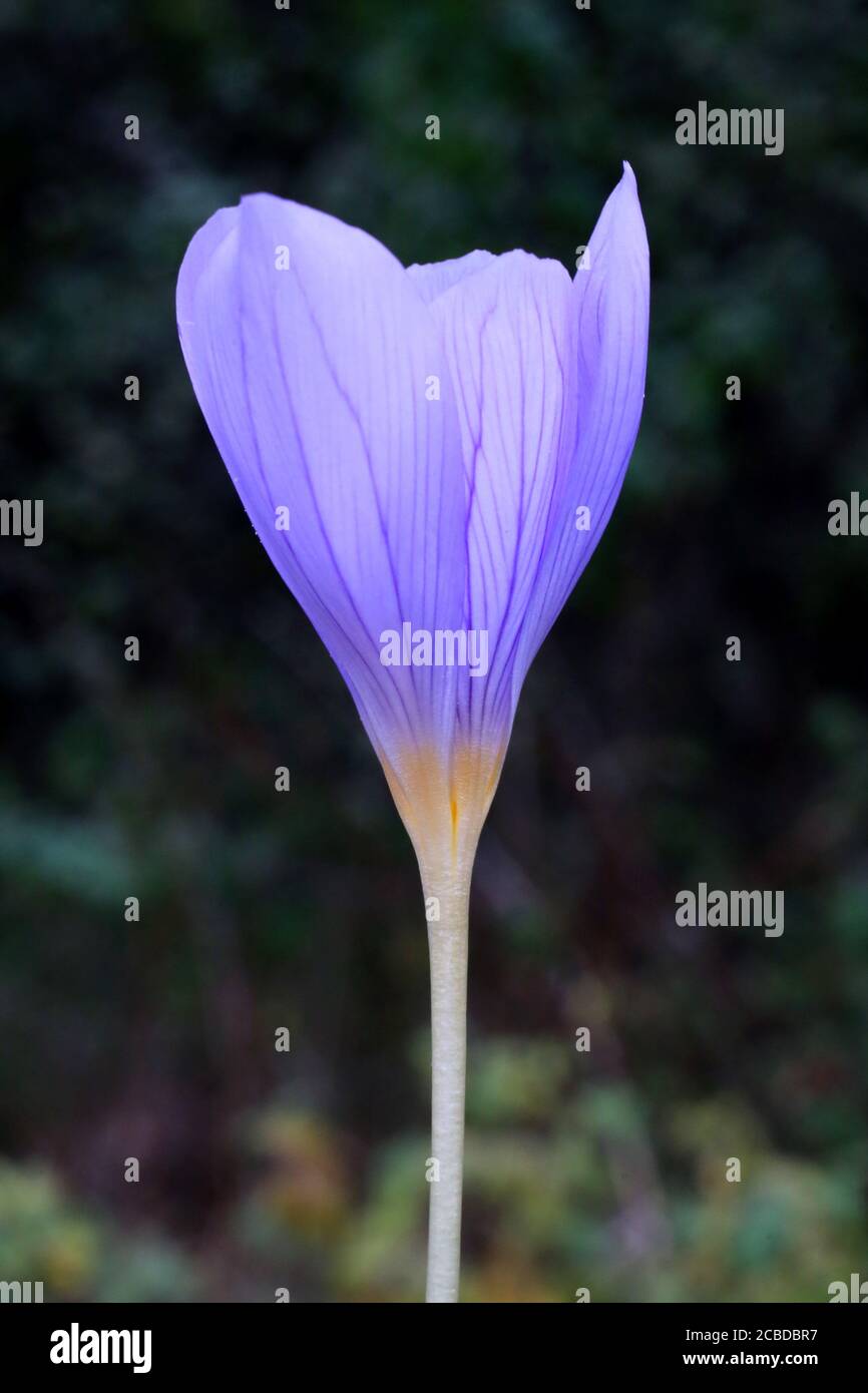 Crocus pulchellus, Hairy Crocus. Wild plant photographed in the fall. Stock Photo